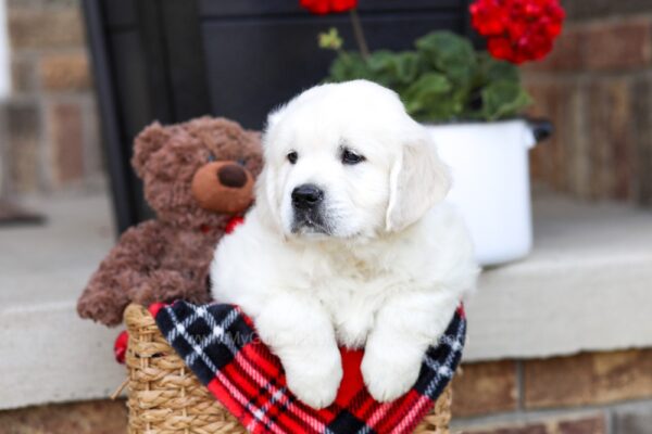 Image of Wilbur, a Golden Retriever puppy