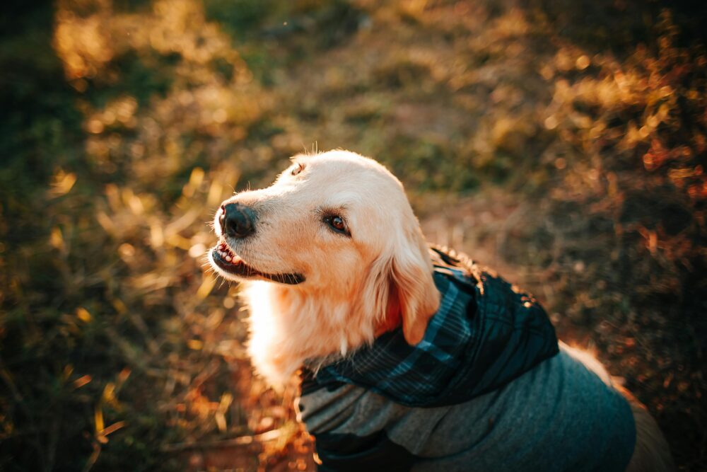 Golden Retrievers Drool
