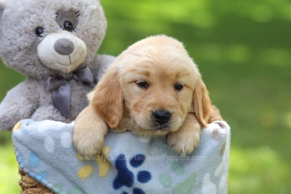 Image of Babe, a Golden Retriever puppy