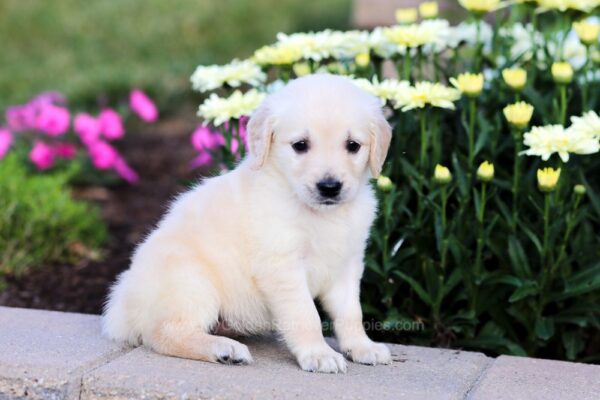 Image of Callie, a Golden Retriever puppy