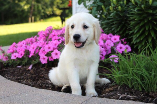 Image of Captain, a Golden Retriever puppy