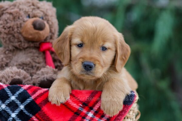 Image of Carla, a Golden Retriever puppy
