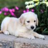 Image of Cassie, a Golden Retriever puppy
