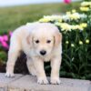 Image of Cassie, a Golden Retriever puppy