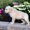 Image of Cassie, a Golden Retriever puppy