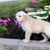 Image of Cassie, a Golden Retriever puppy