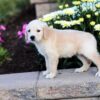 Image of Cassie, a Golden Retriever puppy