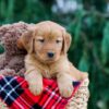 Image of Clay, a Golden Retriever puppy