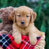 Image of Clay, a Golden Retriever puppy