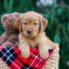 Image of Clay, a Golden Retriever puppy
