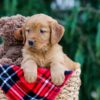 Image of Clay, a Golden Retriever puppy
