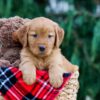 Image of Clay, a Golden Retriever puppy