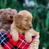 Image of Clay, a Golden Retriever puppy