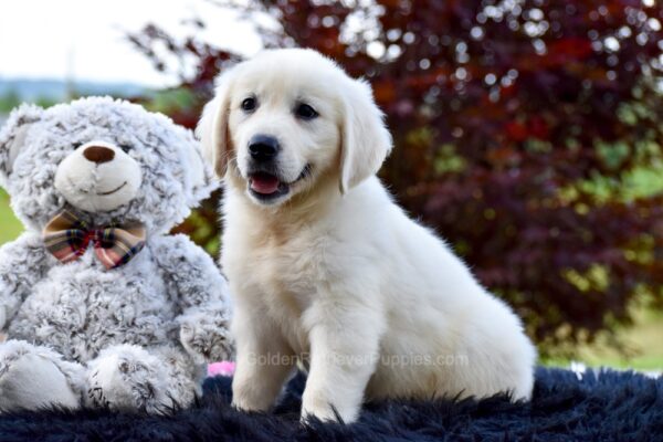 Image of Cloud (trained), a Golden Retriever puppy