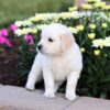 Image of Clover, a Golden Retriever puppy
