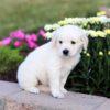 Image of Clover, a Golden Retriever puppy
