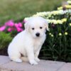 Image of Clover, a Golden Retriever puppy
