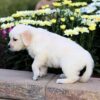 Image of Clover, a Golden Retriever puppy