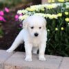 Image of Clover, a Golden Retriever puppy