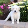 Image of Clover, a Golden Retriever puppy