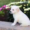 Image of Clover, a Golden Retriever puppy