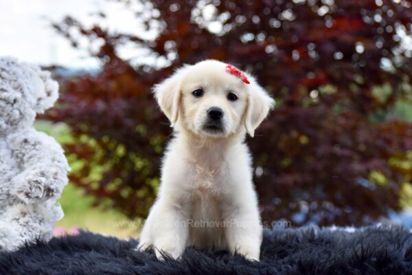 Image of Cookie (trained), a Golden Retriever puppy