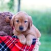 Image of Elon, a Golden Retriever puppy