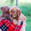 Image of Elon, a Golden Retriever puppy