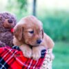 Image of Elon, a Golden Retriever puppy