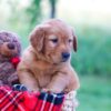 Image of Elon, a Golden Retriever puppy