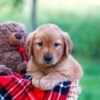 Image of Elon, a Golden Retriever puppy