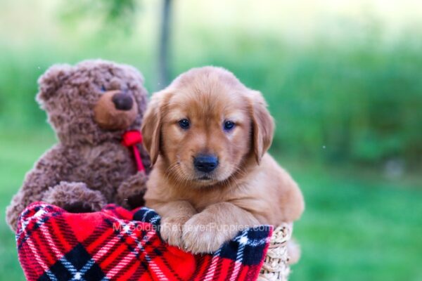 Image of Elon, a Golden Retriever puppy