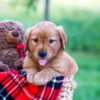Image of Elon, a Golden Retriever puppy