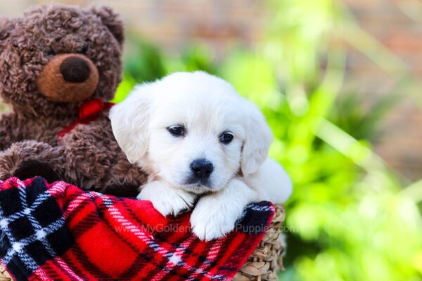 Image of Fern, a Golden Retriever puppy