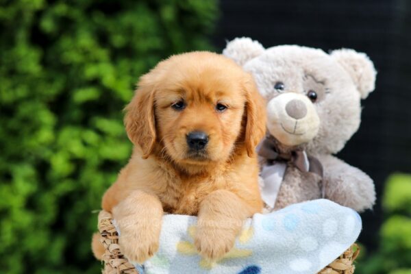 Image of Hazel, a Golden Retriever puppy