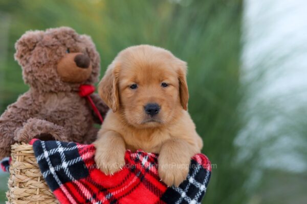 Image of Heidi, a Golden Retriever puppy