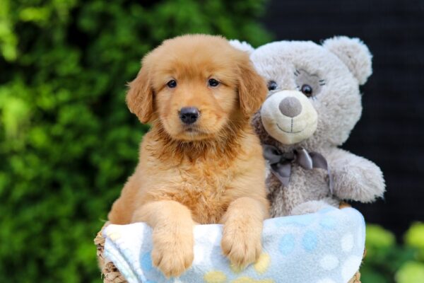 Image of Hercules, a Golden Retriever puppy