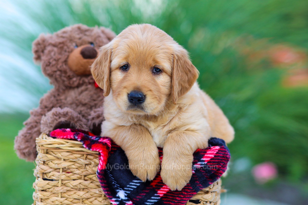 India (trained) Image of India (trained), a Golden Retriever puppy