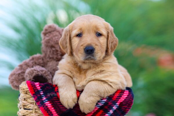 Image of Indiana, a Golden Retriever puppy