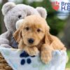 Image of Iron, a Golden Retriever puppy