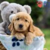 Image of Iron, a Golden Retriever puppy