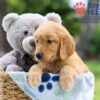 Image of Iron, a Golden Retriever puppy