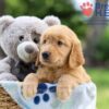 Image of Iron, a Golden Retriever puppy