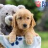 Image of Iron, a Golden Retriever puppy