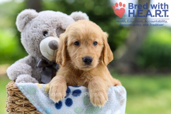 Image of Iron, a Golden Retriever puppy