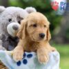 Image of Iron, a Golden Retriever puppy