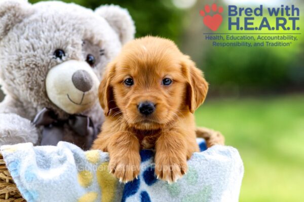 Image of Ivanka, a Golden Retriever puppy