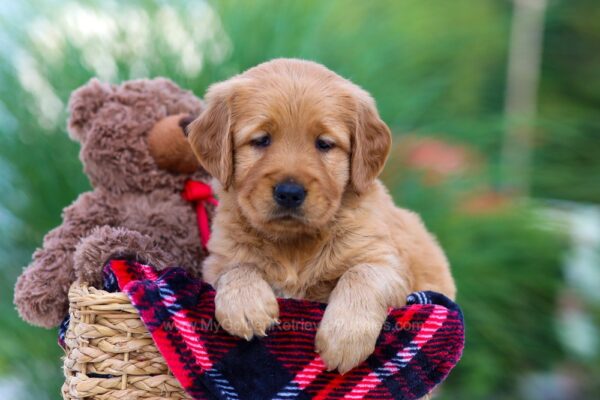 Image of Ivy, a Golden Retriever puppy