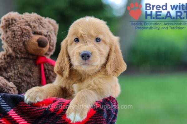 Image of Kip, a Golden Retriever puppy