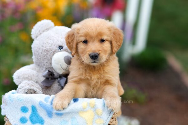 Image of Linden, a Golden Retriever puppy
